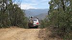 26-Ziggy enjoys the drive down the Ingeegoodbee Track